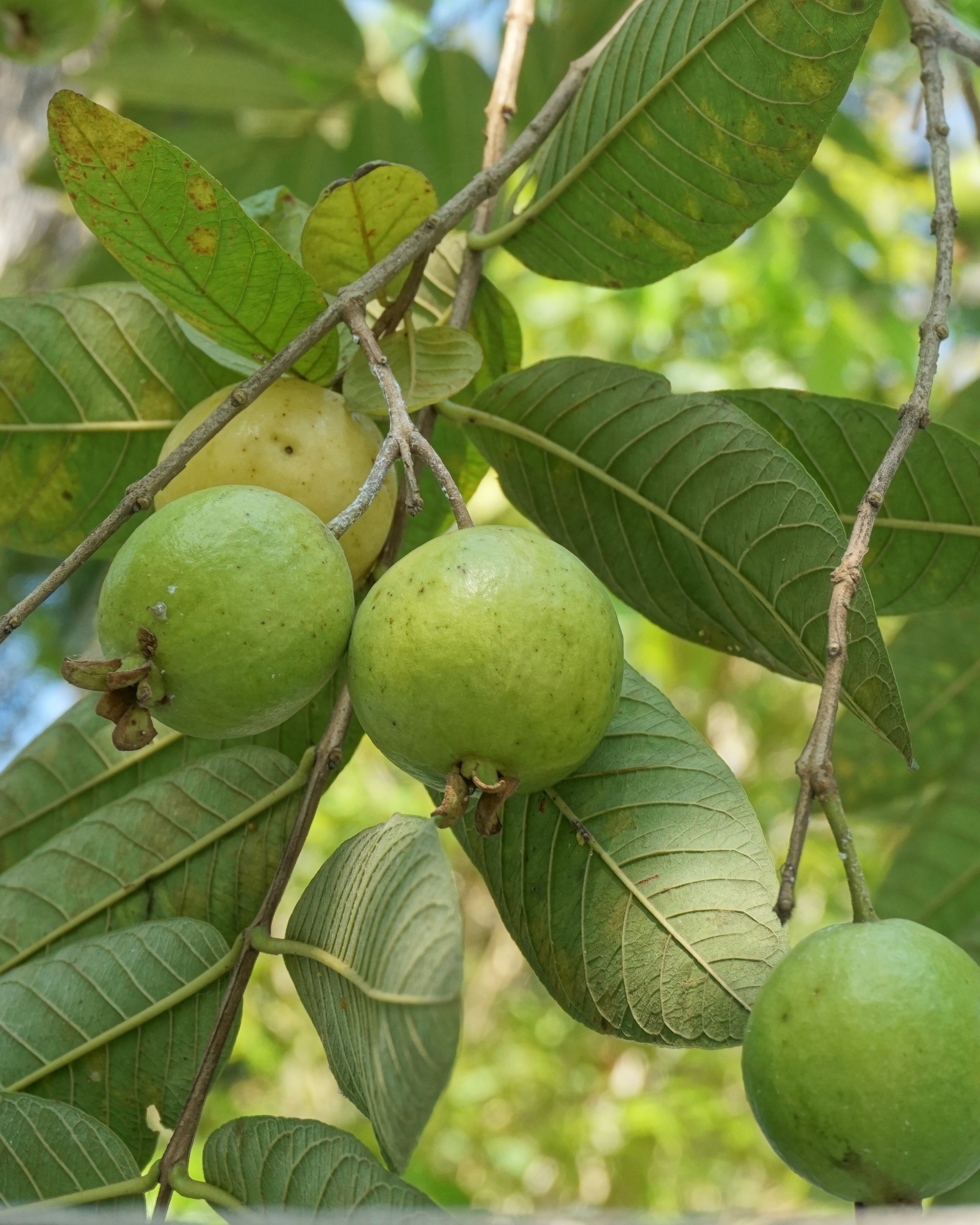 Guava